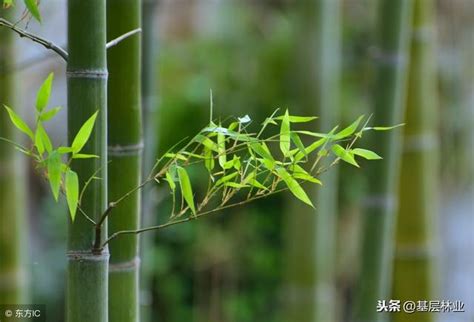 竹子種植